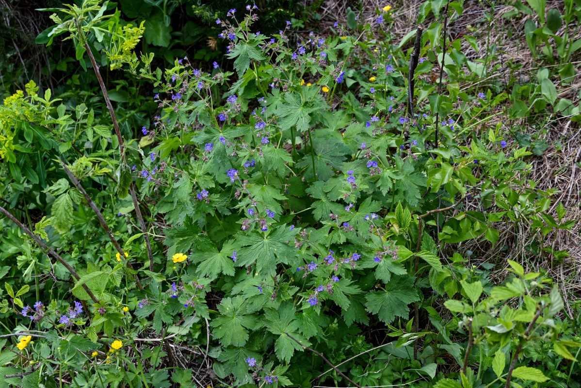 Изображение особи Geranium pseudosibiricum.