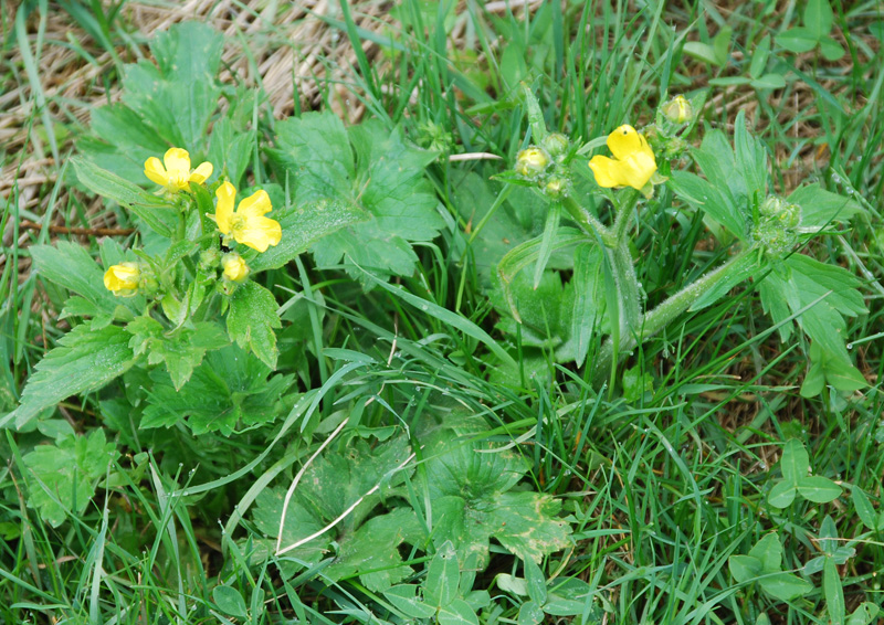 Изображение особи Ranunculus constantinopolitanus.