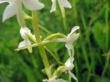 Platanthera bifolia