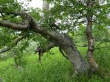 род Betula. Нижняя часть ствола (диаметр - 33 см). Полярный Урал, долина реки Правый Кечпель. 20.07.2011.