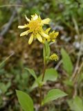 Solidago virgaurea подвид lapponica. Верхушка цветущего растения. Полярный Урал, долина руч. Воргашор. 18.07.2011.