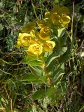 Euphorbia myrsinites. Цветущее растение. Южный берег Крыма, плато Ай-Петри. 8 июля 2011 г.