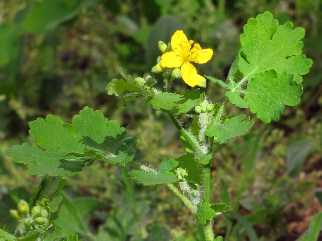 Изображение особи Chelidonium majus.