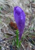 Crocus heuffelianus