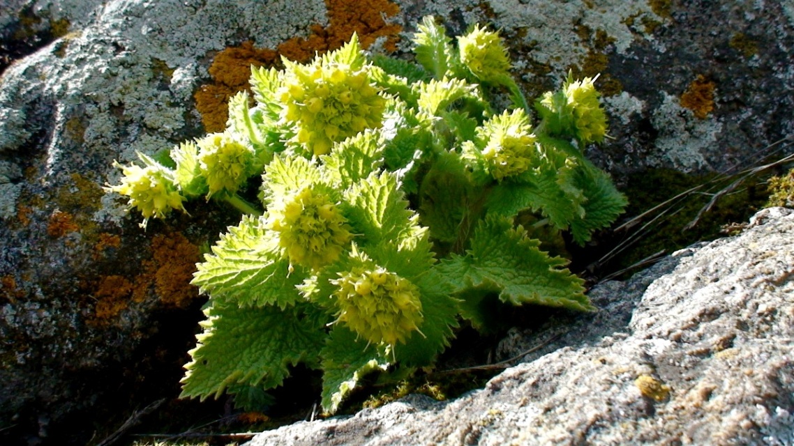 Изображение особи Scrophularia chrysantha.