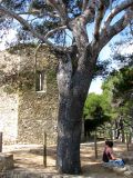 Pinus halepensis. Нижняя часть старого дерева. Испания, Каталония, Жирона, Тосса-де-Мар, крепость Вила-Велья. 24.06.2012.
