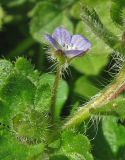 Veronica hederifolia. Цветок. Крым, Карадагский заповедник, биостанция. 3 марта 2013 г.