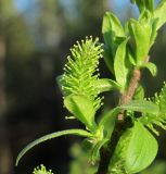 Salix hastata. Молодой побег с женским соцветием (завязи голые). Архангельская обл., Пинежский р-н, окр. Пинежского заповедника, малый луг в лесу у небольшой реки. 28.05.2013.