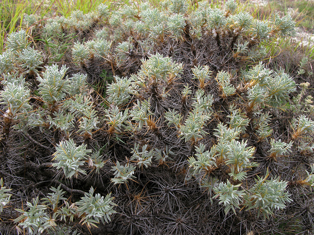 Изображение особи Astragalus arnacanthoides.