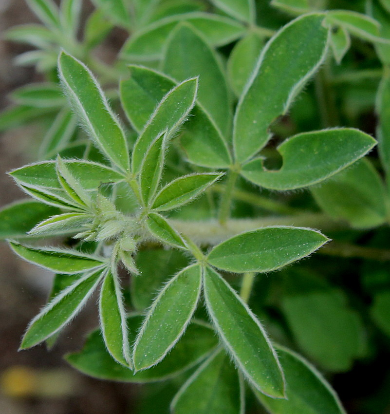 Изображение особи Chamaecytisus ratisbonensis.