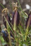 Gentiana subspecies balcanica