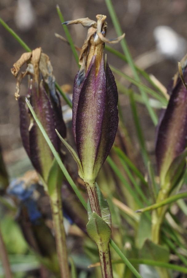 Изображение особи Gentiana verna ssp. balcanica.