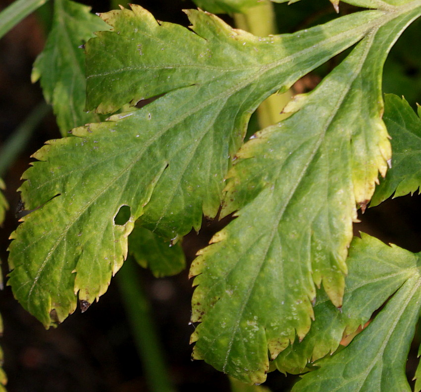 Изображение особи Artemisia lactiflora.