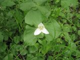 Trillium camschatcense