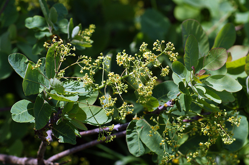 Изображение особи Cotinus coggygria.