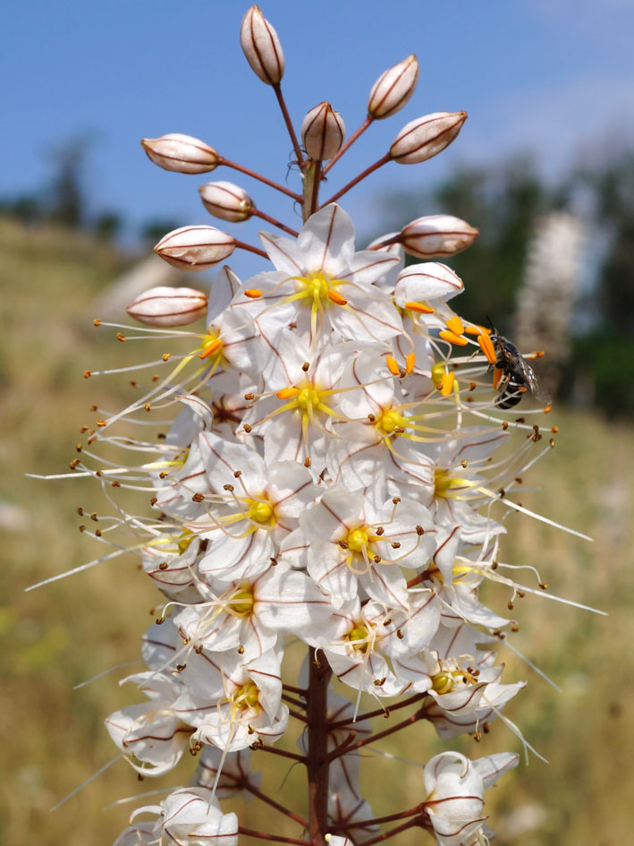 Изображение особи Eremurus tianschanicus.