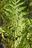 Dryopteris assimilis. Часть вайи с сорусами. Мурманская обл., Кольский р-н, окр. пос. Дальние Зеленцы, кустарничковая тундра рядом с грунтовой дорогой. 22.06.2015.