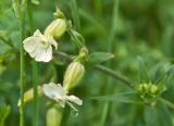 Melandrium latifolium