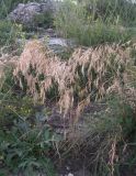 Bromus japonicus