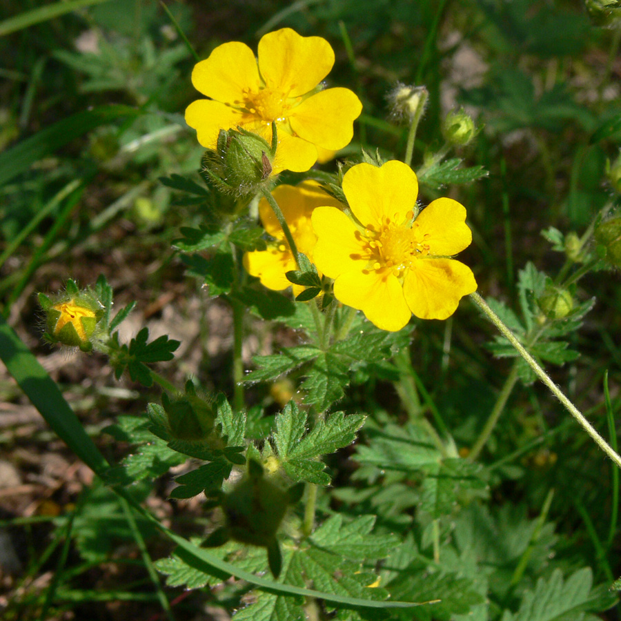 Изображение особи Potentilla goldbachii.