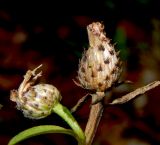 род Centaurea