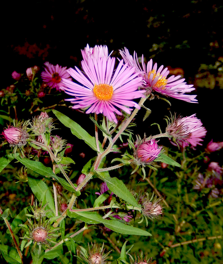 Изображение особи Symphyotrichum novae-angliae.