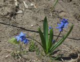 Scilla siberica