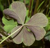 Oxalis articulata