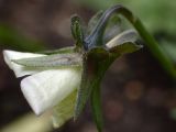 Viola × contempta. Распускающийся цветок. Москва, Воронцовский парк, неухоженный газон. 04.06.2017.