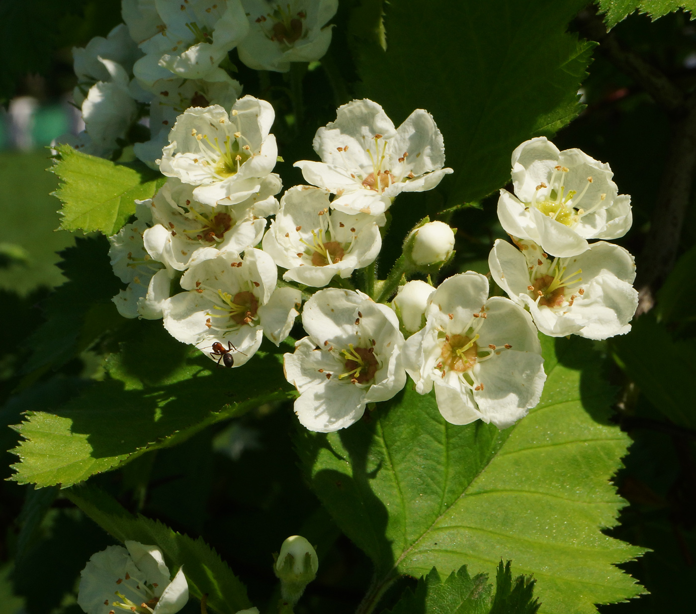 Изображение особи Crataegus submollis.