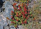 Rhodiola gelida. Плодоносящее растение. Таджикистан, Фанские горы, перевал Алаудин, ≈ 3700 м н.у.м., каменистый сухой склон. 05.08.2017.