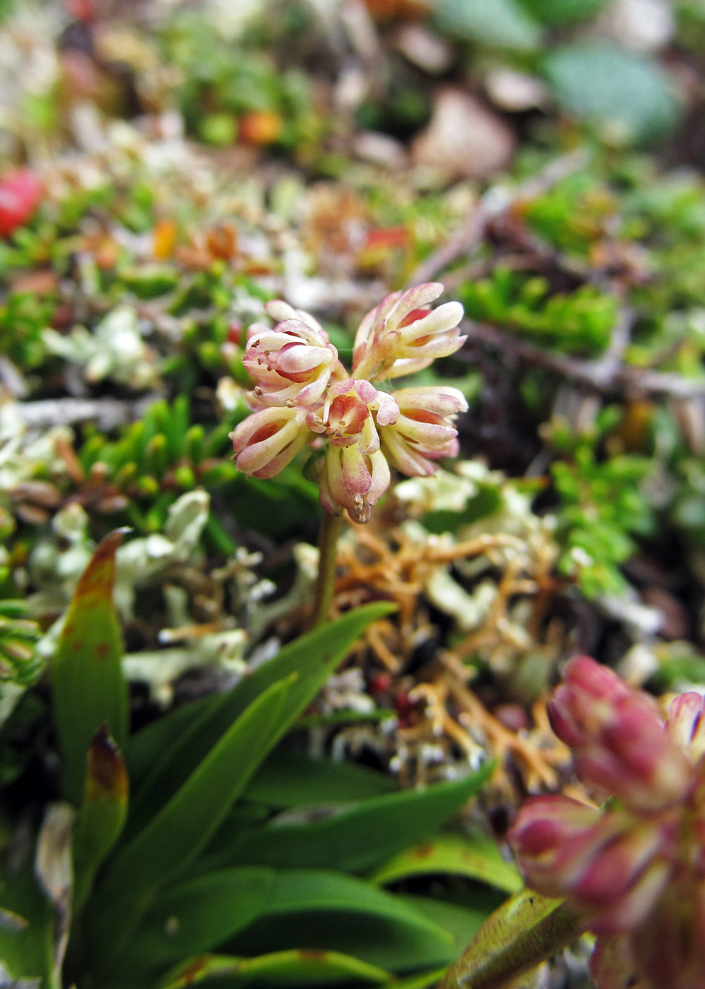 Изображение особи Tofieldia coccinea.