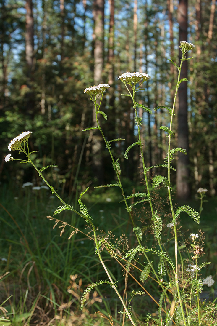 Изображение особи Achillea millefolium.