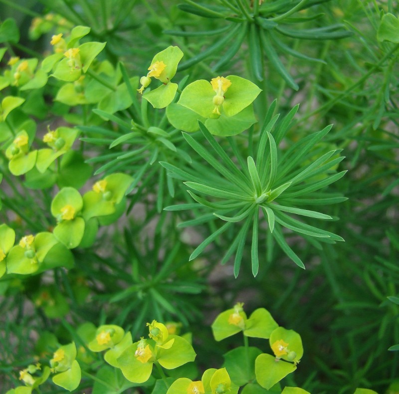 Изображение особи Euphorbia cyparissias.