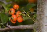 Pyracantha rogersiana