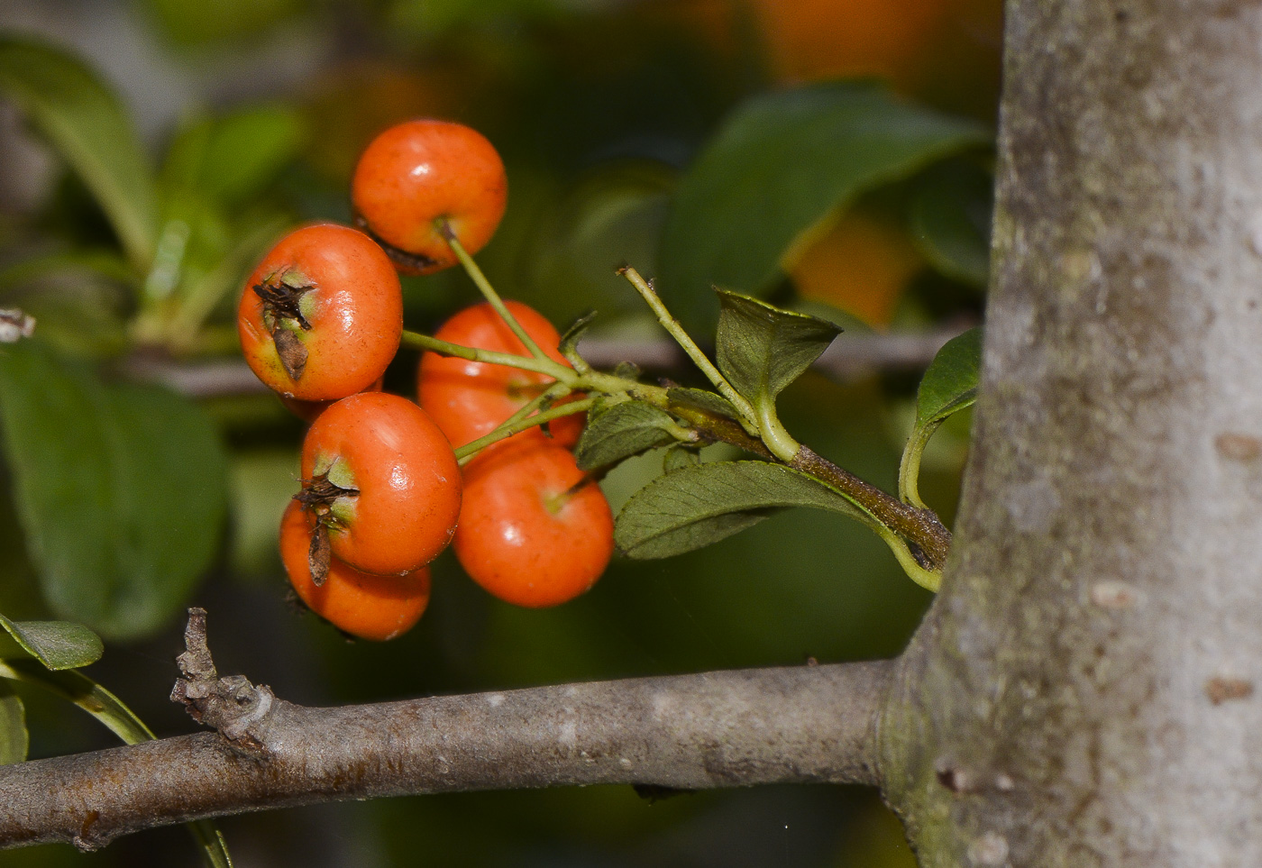 Изображение особи Pyracantha rogersiana.