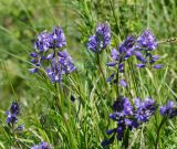 Polygala comosa