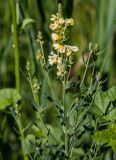 Linaria acutiloba