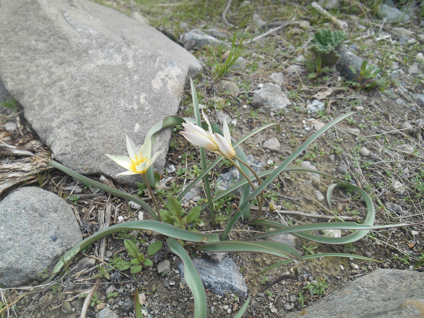 Изображение особи Tulipa turkestanica.