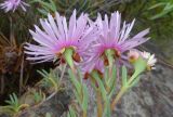 Lampranthus falcatus