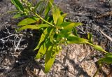 Flagellaria indica. Верхушка побега с незрелыми плодами. Малайзия, штат Саравак, национальный парк Бако; о-в Калимантан, песчаниковое плато, ≈ 100 м н.у.м., опушка заболоченного \"верещатникового\" леса. 09.05.2017.