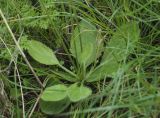 Ranunculus bullatus. Розетка прикорневых листьев. Турция, пров. Анталья, р-н Каш, окр. пос. Кынык, Ксанф. 30.12.2019.