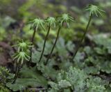 Marchantia polymorpha