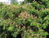 Albizia julibrissin