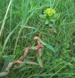 Euphorbia iberica