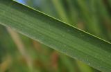 Typha angustifolia. Часть листа (верхняя сторона). Республика Адыгея, г. Майкоп, южная окраина, подножие северной оконечности водораздельного хребта Нагиеж-Уашх, луг, небольшой зарастающий водоём. 30.05.2020.