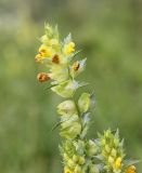 Rhinanthus serotinus. Соцветие с цветками и плодами. Республика Алтай, Усть-Коксинский р-н, окр. урочища Маральник 3, луг. 28.07.2020.