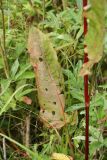 Rumex aquaticus. Нижний лист плодоносящего растения, повреждённый фитофагами (улитками?). Беларусь, Витебская обл., пос. Езерище, ключевое мезотрофное рогозовое болото. 14.08.2020.