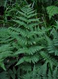 Dryopteris expansa