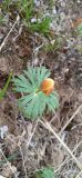 Eranthis longistipitata